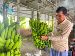 Tìm hướng mới để dừa, dứa, chuối... vào nhóm 'xuất khẩu tỉ đô'