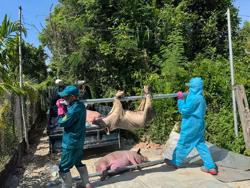 Thủ tướng: Xử lý nghiêm việc giấu dịch tả heo châu Phi