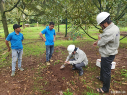 Triển khai các giải pháp bảo đảm an toàn thực phẩm trong vụ sầu riêng năm 2025