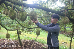 Giá đầu vụ xuống thấp, nông dân trồng sầu riêng thấp thỏm