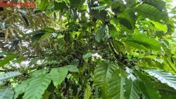 Giá cà phê hôm nay 19-7: Khép tuần trong sắc xanh