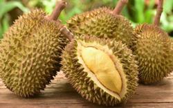 Mở rộng thị trường xuất khẩu trái cây