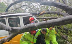 Cách theo dõi bão số 3 Wipha trực tiếp trên điện thoại