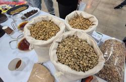 Giá cà phê hôm nay 22-7 bốc hơi cực mạnh, châu Âu đang cạn kho