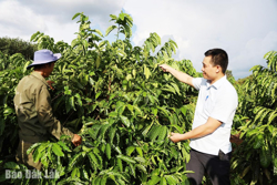 Triển vọng từ giống cà phê trái vụ ở Ea Riêng