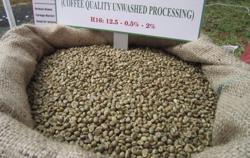Giá cà phê hôm nay 24-7: Robusta thoát hiểm ngoạn mục