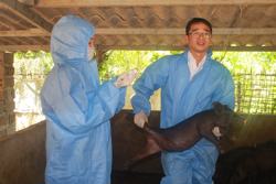 Dịch tả lợn châu Phi bùng phát: Vì sao vaccine tốt mà không tiêm?