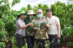 Cà phê, cao su trồng trên đất khoán có thể khó xuất khẩu sang EU