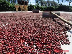 Giá cà phê hôm nay 28-7: Đà tăng có giữ được?