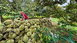 Xuất khẩu sầu riêng phục hồi trở lại