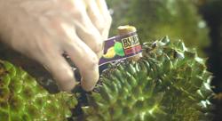 Phía Trung Quốc nói gì sau chuyến kiểm tra vùng trồng sầu riêng Việt Nam?