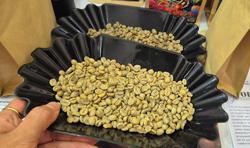 Giá cà phê hôm nay 5-7: Bất ngờ tăng tiếp, lo sản lượng "bùng nổ"