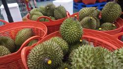 Chuyên gia Trung Quốc sắp sang Việt Nam kiểm tra chuỗi sầu riêng