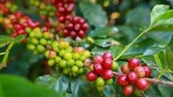 Dự báo giá cà phê tiếp tục giảm trong ngắn hạn