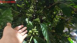 Giá cà phê hôm nay 8-7: Lao dốc, Chủ tịch VICOFA nói gì?