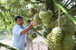 Ngành nông nghiệp Đắk Lắk vào "guồng” sau hợp nhất