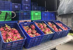 Để trái cây Việt Nam đi xa