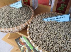 Giá cà phê hôm nay 1-8: Đảo chiều khó hiểu