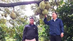 Mưa kéo dài ảnh hưởng đến trái sầu riêng