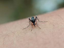 Vì sao Chikungunya dễ nhầm với sốt xuất huyết?