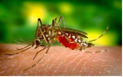 Chikungunya bùng phát ở nhiều nước, Bộ Y tế chỉ đạo khẩn