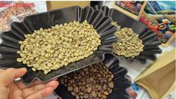 Giá cà phê hôm nay 12-8: Tăng ào ạt khó hiểu