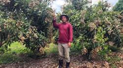 Nông dân Đắk Lắk trồng nhãn ngoại, thu tiền tỷ