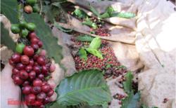Giá cà phê hôm nay 13-8: Dứt đà tăng