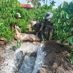 Nỗ lực khoanh vùng khống chế dịch tả heo châu Phi