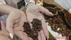 Giá cà phê hôm nay 14-8: Tăng dữ dội