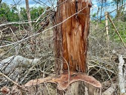 Đắk Lắk phát hiện 665 vụ vi phạm lĩnh vực lâm nghiệp