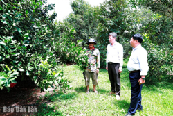 Mắc ca vào vụ, nông dân phấn khởi