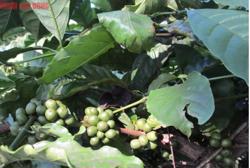 Giá cà phê hôm nay 15-8: Tăng như mơ