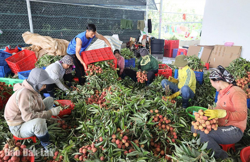 Ea Knốp khai thác thế mạnh các sản phẩm nông nghiệp chủ lực