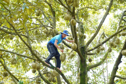 Ea Knuếc vào vụ sầu riêng