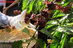 Giá cà phê hôm nay 16-8: Mức tăng khó tin