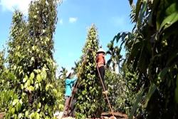 Xuất khẩu hồ tiêu tăng trưởng ấn tượng