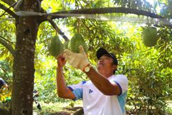 Vì sao Đắk Lắk đặc biệt quan tâm đến sầu riêng và yêu cầu công an tăng cường kiểm tra?