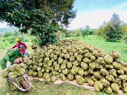 Từ vùng đất nghèo khó đến thủ phủ sầu riêng