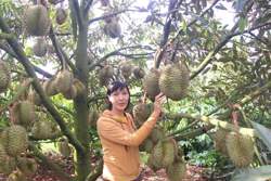 Trồng xen cà phê, hồ tiêu và sầu riêng, cây nào cũng năng suất 'đỉnh'