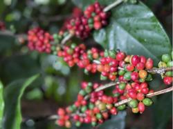 Giá cà phê hôm nay 19-8: Robusta thụt lùi, thị trường Trung Quốc ra sao?