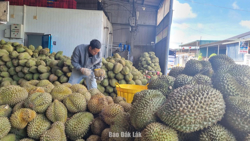 Đảm bảo việc thu hoạch, chế biến và tiêu thụ sầu riêng hiệu quả