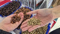 Giá cà phê hôm nay 2-8: Đồng loạt "bốc hơi" sau khi Mỹ công bố thuế đối ứng