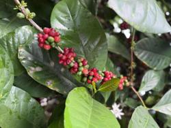 Giá cà phê hôm nay 20-8: Tăng như vũ bão, Chủ tịch VICOFA nói gì?