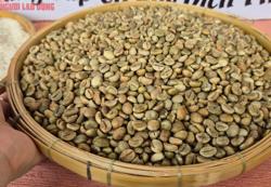 Giá cà phê hôm nay 21-8: Tăng 3 con số, thêm thị trường tỉ dân mê cà phê