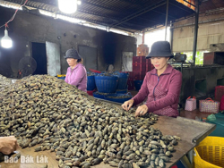 Giá cau tươi tăng, cau giống “hút” hàng