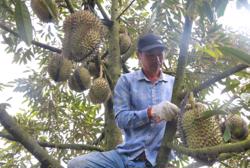 Phập phồng mùa thu hoạch sầu riêng