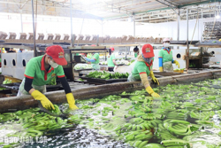 "Quả ngọt" từ tái cơ cấu ngành nông nghiệp