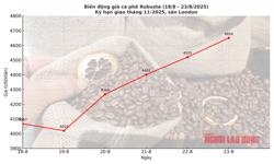 Giá cà phê hôm nay 23-8: Tăng tiếp, giấc mơ 5.000 USD/tấn không còn xa