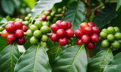 Việt Nam là nguồn cung cà phê lớn thứ 2 của Nhật Bản